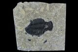 Asaphiscus Trilobite Molt - Wheeler Shale, Utah #97175-1